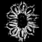 Gyarah Mukhi Rudraksha Nepal - (26.65 Mm) 9 Gyarah Mukhi Rudraksha Nepal - (26.65 Mm) X-Ray