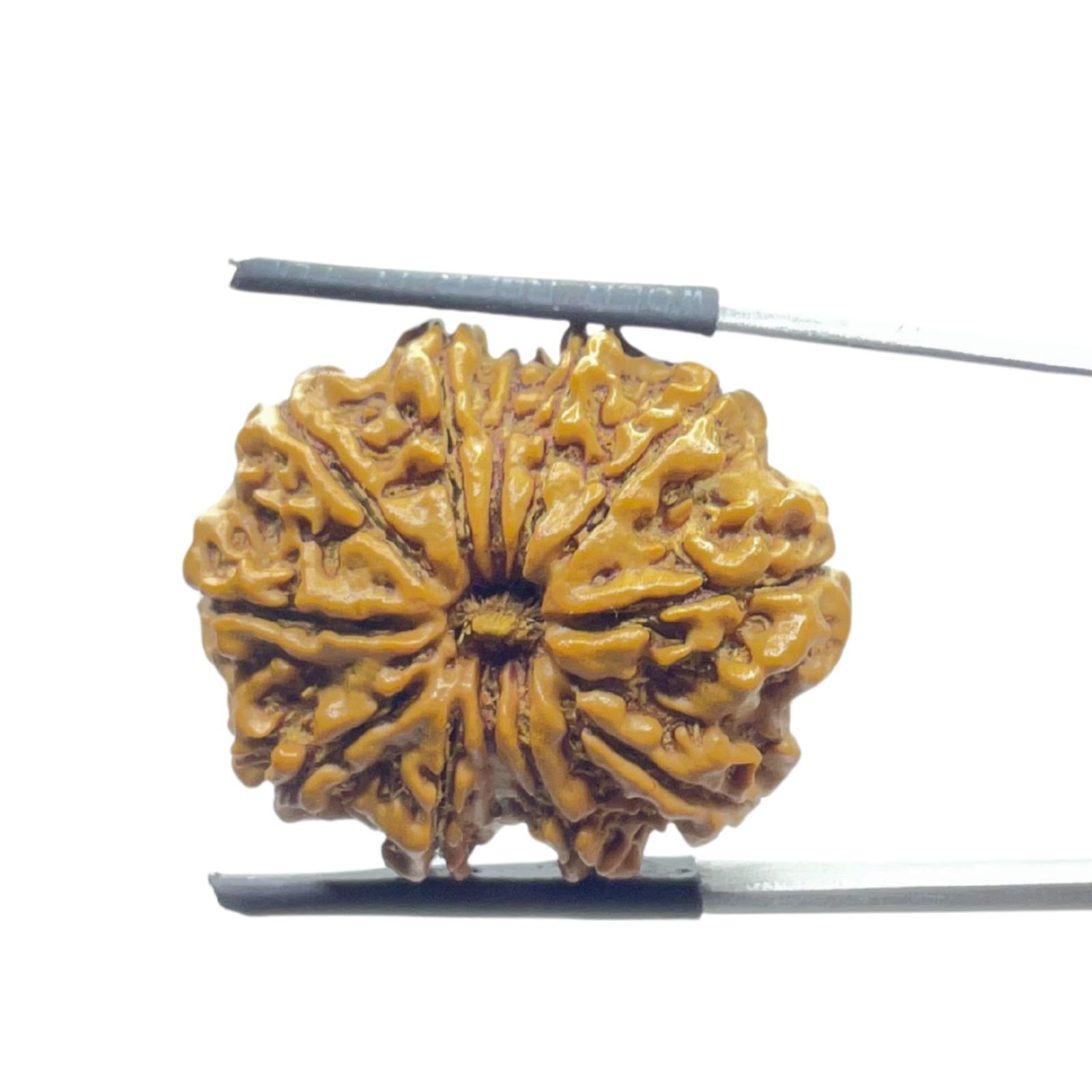 Gyarah Mukhi Rudraksha Nepal - (26.65 Mm) 1 Gyarah Mukhi Rudraksha Nepal - (26.65 Mm)