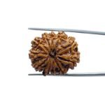 Gyarah Mukhi Rudraksha Nepal - (26.80 MM)