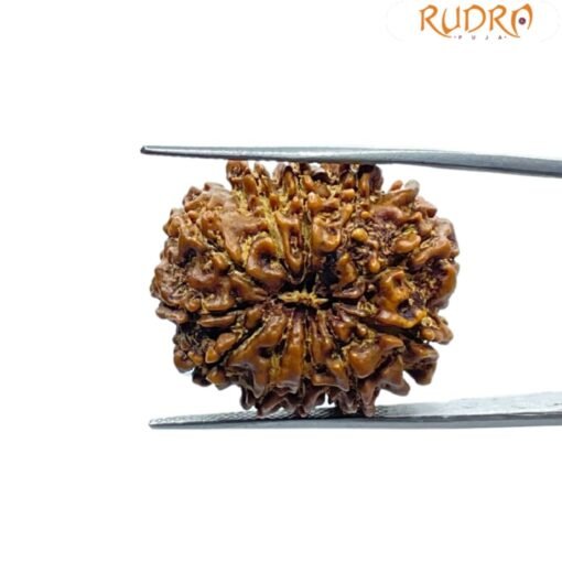 Gyarah Mukhi Rudraksha Nepal - (26.80 MM)