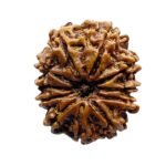 Gyarah Mukhi Rudraksha Nepal - (26.80 Mm)