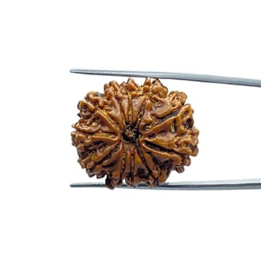 Gyarah Mukhi Rudraksha Nepal - (26.80 Mm)