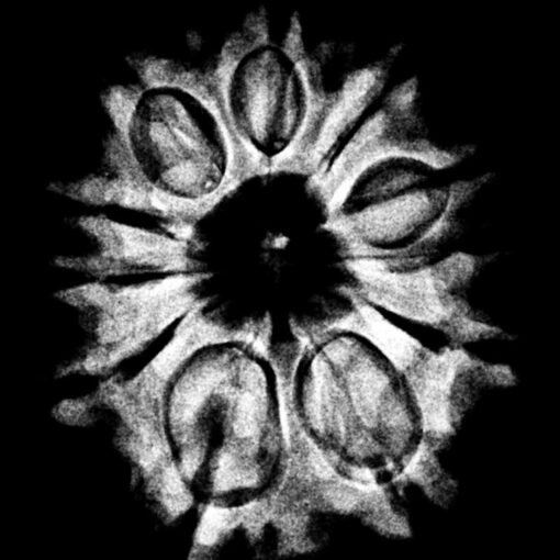 Gyarah Mukhi Rudraksha Nepal - (26.80 MM) x-ray