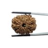 Large 14 Mukhi Rudraksha Nepal - (26.65 MM)