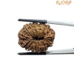 Large 14 Mukhi Rudraksha Nepal - (26.65 MM)