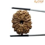 Large 14 Mukhi Rudraksha Nepal - (26.65 MM)