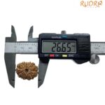 Large 14 Mukhi Rudraksha Nepal - (26.65 MM)