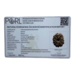 Large 14 Mukhi Rudraksha Nepal - (26.65 MM)