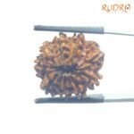 Nine Face Rudraksha Nepal - (20.50 Mm ) 5 Nine-Face-Rudraksha-Nepal-20.50-Mm-Mp