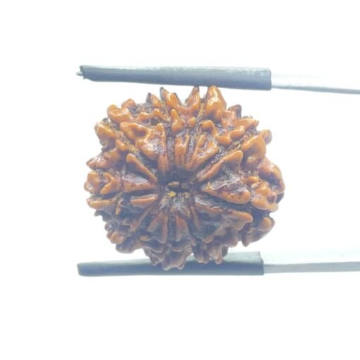 Nine-Face-Rudraksha-Nepal-20.50-Mm-Mp