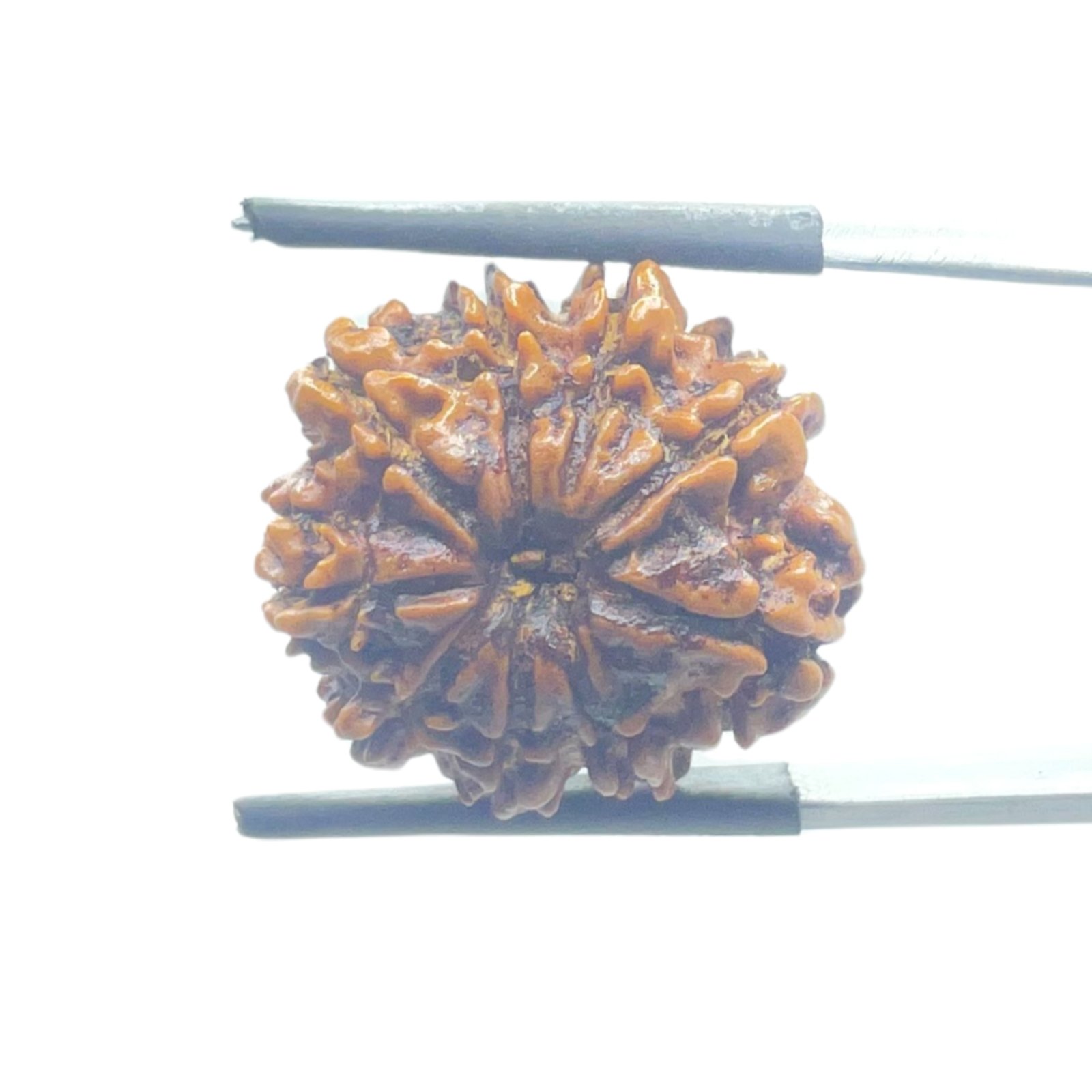 Nine Face Rudraksha Nepal - (20.50 Mm ) 1 Nine-Face-Rudraksha-Nepal-20.50-Mm-Mp