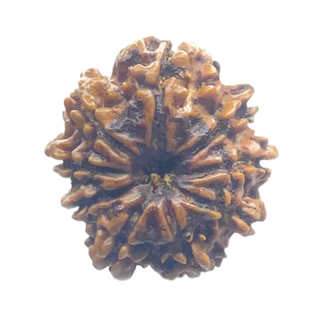 Nine Face Rudraksha Nepal - (20.50 Mm ) 3 Nine-Face-Rudraksha-Nepal-20.50-Mm-Mp