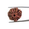 Original Rudraksha 7 Mukhi - (24.20 Mm)