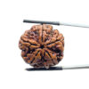 Panch Mukhi Rudraksha Nepal - (26.00 MM)