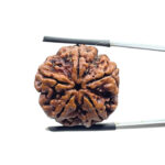 Panch Mukhi Rudraksha Nepal - (26.00 MM)