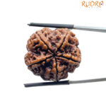Panch Mukhi Rudraksha Nepal - (26.00 MM)