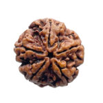 Panch Mukhi Rudraksha Nepal - (26.00 MM)