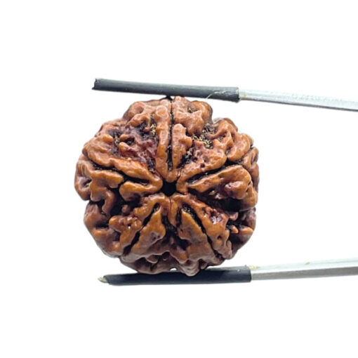 Panch Mukhi Rudraksha Nepal - (26.00 MM)