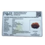 Premium Fifteen Mukhi Rudraksha - (26.65 Mm ) 11 Premium Fifteen Mukhi Rudraksha - (26.65 Mm )