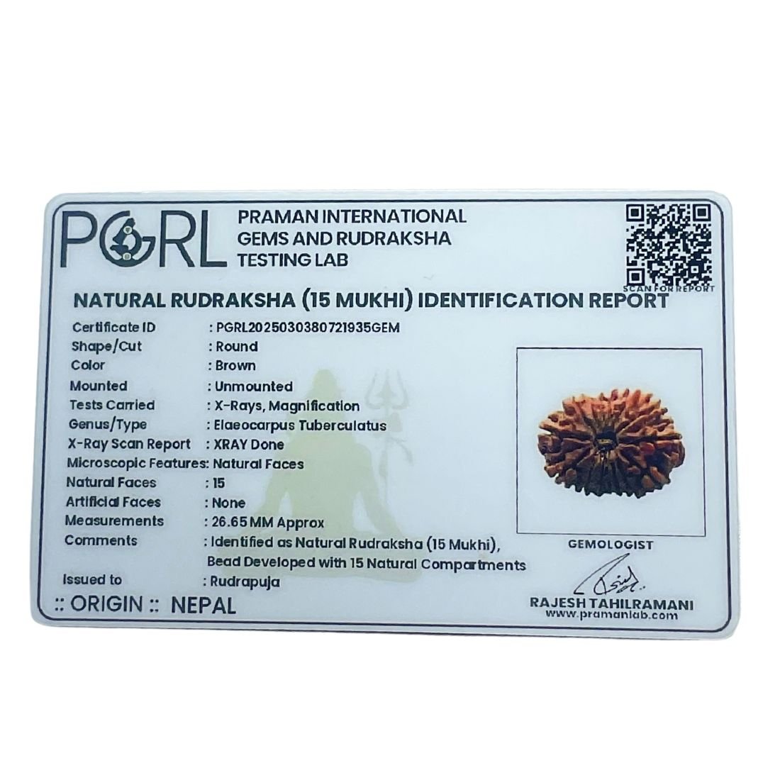 Premium Fifteen Mukhi Rudraksha - (26.65 Mm ) 6 Premium Fifteen Mukhi Rudraksha - (26.65 Mm )