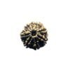 Saat Mukhi Nepal Rudraksha (23.05 Mm)