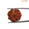 Seven Faced Rudraksha - (23.60 Mm ) 13 Seven Faced Rudraksha - (23.60 Mm )
