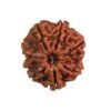 Seven Faced Rudraksha - (23.60 Mm ) 14 Seven Faced Rudraksha - (23.60 Mm )