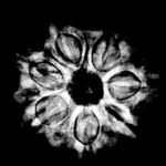 Seven Faced Rudraksha - (23.60 Mm ) 9 Seven Faced Rudraksha - (23.60 Mm ) X-Ray