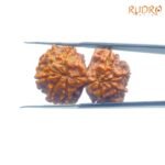 Shiv-Gauri-Rudraksha-Gauri-Shankar-Rudraksha-Nepal-32.21Mm-Bp-C.jpg