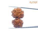 Shiv-Gauri-Rudraksha-Gauri-shankar-Rudraksha-Nepal-32.21mm-FP-C.jpg