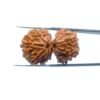 Shiv-Gauri-Rudraksha-Gauri-Shankar-Rudraksha-Nepal-32.21Mm-Mp-C.jpg