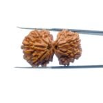 Shiv-Gauri-Rudraksha-Gauri-shankar-Rudraksha-Nepal-32.21mm-MP-C.jpg