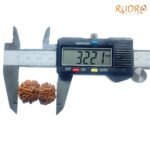 Shiv-Gauri-Rudraksha-Gauri-Shankar-Rudraksha-Nepal-32.21Mm-Op-C.jpg