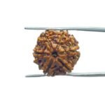 Six Mukhi Rudraksha Nepal (20.92 MM)