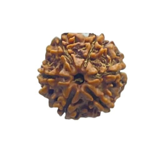 Six Mukhi Rudraksha Nepal (20.92 MM)