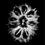 Thirteen Mukhi Nepal Large Rudraksha - ( 23.50 Mm )