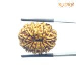 Thirteen Mukhi Nepal Large Rudraksha - ( 23.50 MM )