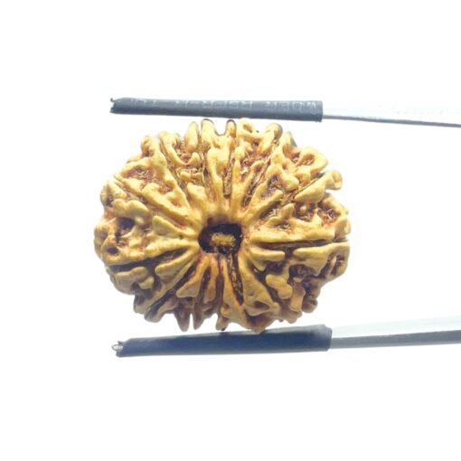 Thirteen Mukhi Nepal Large Rudraksha - ( 23.50 Mm )