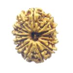Thirteen Mukhi Nepal Large Rudraksha - ( 23.50 Mm )