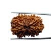 Thirteen Mukhi Nepal Large Rudraksha - ( 28.65 Mm ) 13 Thirteen Mukhi Nepal Large Rudraksha - ( 28.65 Mm )