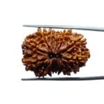 Thirteen Mukhi Nepal Large Rudraksha - ( 28.65 MM )