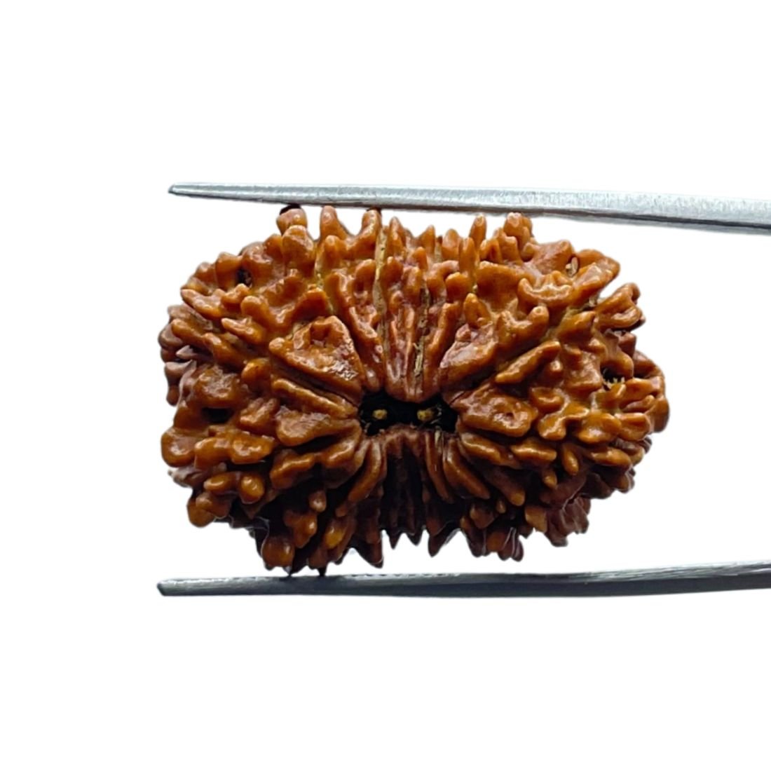 Thirteen Mukhi Nepal Large Rudraksha - ( 28.65 Mm ) 1 Thirteen Mukhi Nepal Large Rudraksha - ( 28.65 Mm )