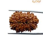 Thirteen Mukhi Nepal Large Rudraksha - ( 28.65 Mm ) 7 Thirteen Mukhi Nepal Large Rudraksha - ( 28.65 Mm )