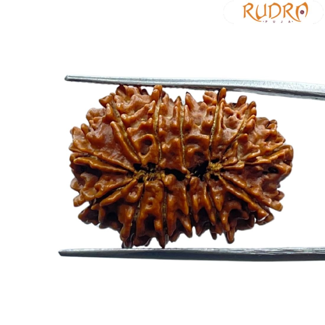 Thirteen Mukhi Nepal Large Rudraksha - ( 28.65 Mm ) 2 Thirteen Mukhi Nepal Large Rudraksha - ( 28.65 Mm )