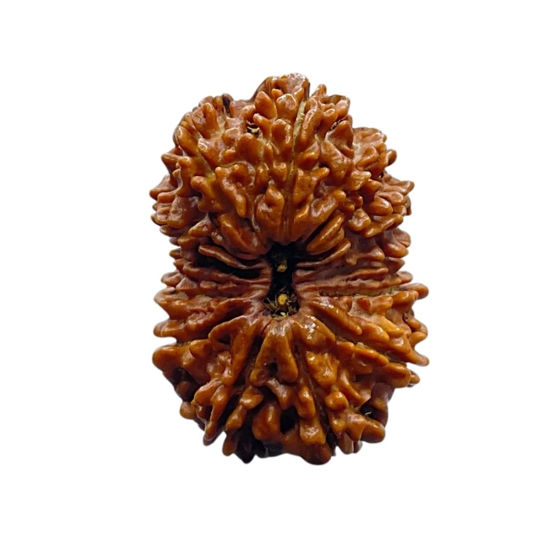 Thirteen Mukhi Nepal Large Rudraksha - ( 28.65 Mm ) 3 Thirteen Mukhi Nepal Large Rudraksha - ( 28.65 Mm )
