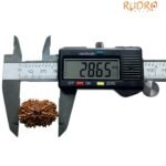 Thirteen Mukhi Nepal Large Rudraksha - ( 28.65 Mm ) 9 Thirteen Mukhi Nepal Large Rudraksha - ( 28.65 Mm )
