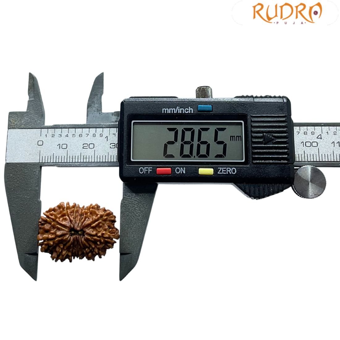 Thirteen Mukhi Nepal Large Rudraksha - ( 28.65 Mm ) 4 Thirteen Mukhi Nepal Large Rudraksha - ( 28.65 Mm )