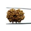 13 Mukhi Nepal Rudraksha ( 27.98 Mm ) 13 Thirteen Mukhi Nepal Rudraksha - ( 27.98 Mm )
