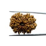 Thirteen Mukhi Nepal Rudraksha - ( 27.98 MM )