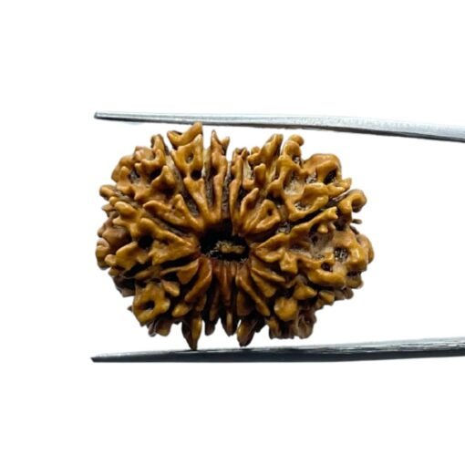 13 Mukhi Nepal Rudraksha ( 27.98 Mm ) 12 Thirteen Mukhi Nepal Rudraksha - ( 27.98 Mm )